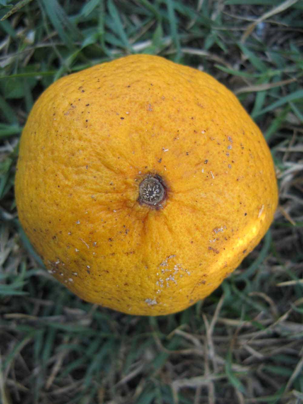              Fruit (Winter Haven, FL)       